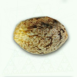 Critical Sensi Star. Photo 2 Critical Sensi Star. Photo 2